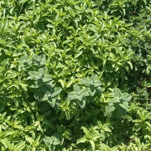 Puede incluir: Primer plano de un exuberante campo de plantas de menta verde. Las hojas son de un verde vibrante, con algunas áreas que muestran un tono más claro. Las plantas están densamente empaquetadas, creando una superficie texturizada.