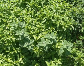 50 muntkruiden Wortels Begint droogtetolerante planten Containers Tuinen landschap