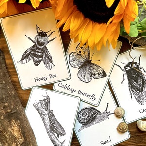 Minibeast Identification Flashcards | Nature Study | Homeschool