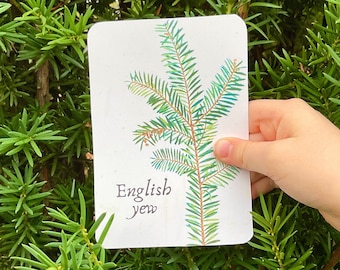 Evergreen Identification Flashcards | Nature Study | Homeschool