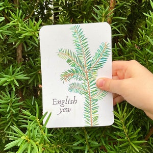 Cartes mémoire d'identification à feuilles persistantes | Étude sur la nature | École à la maison