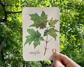 Tree Leaf Flashcards | Nature Study | Homeschool