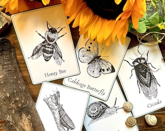 Minibeast Identification Flashcards | Nature Study | Homeschool