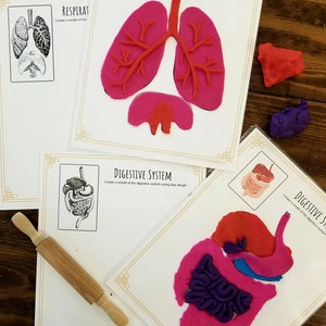 May include: A set of three printable educational activity sheets for kids to learn about the human body. The sheets feature illustrations of the respiratory and digestive systems, with instructions to create models using play dough. The image shows a rolling pin and play dough in various colors.