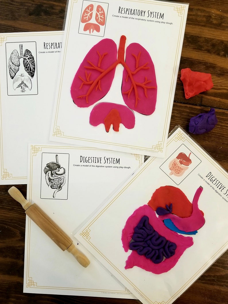 May include: A set of three printable educational activity sheets for kids to learn about the human body. The sheets feature illustrations of the respiratory and digestive systems, with instructions to create models using play dough. The image shows a rolling pin and play dough in various colors.