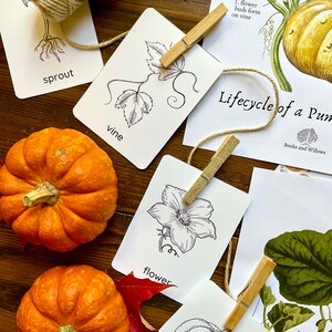 Pumpkin Unit - Looking Glass Nature Study | Pumpkin Unit Study | Fall Unit | Homeschool ...