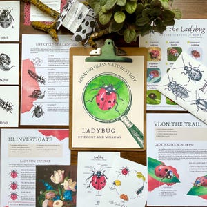 Ladybug Nature Study: Homeschool Curriculum (PDF Download)