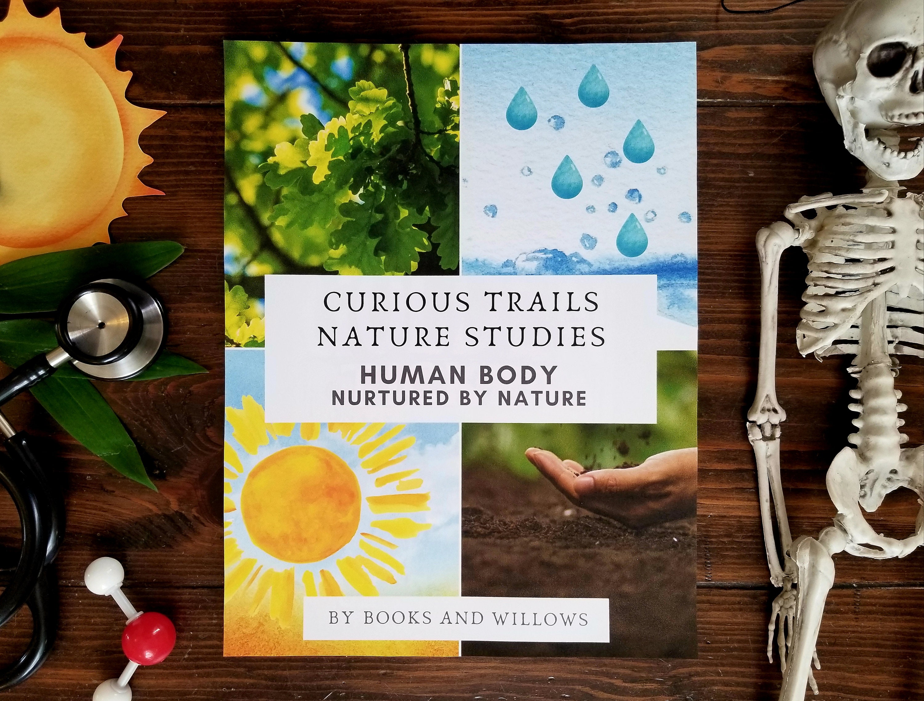 Trail Guide to the Body Flashcards: Nurturing Anatomy Education