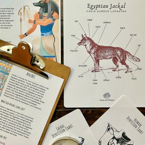 May include: An illustrated guide to the anatomy of an Egyptian Jackal, with labels for each body part. The guide is printed on white paper with black text and a brown illustration of the jackal. The text "Egyptian Jackal CANIS AUREUS LUPASTER" is printed at the top of the guide.