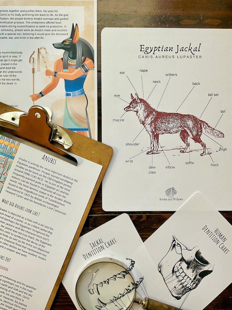 May include: An illustrated guide to the anatomy of an Egyptian Jackal, with labels for each body part. The guide is printed on white paper with black text and a brown illustration of the jackal. The text "Egyptian Jackal CANIS AUREUS LUPASTER" is printed at the top of the guide.