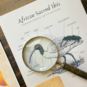 May include: A black and white illustration of an African Sacred Ibis, Threskiornis aethiopicus, with labeled anatomical features, including the eye, crown, nape, scapulars, secondaries, primaries, tail, upper mandible, lower mandible, nostril, throat, toes, and tibia.