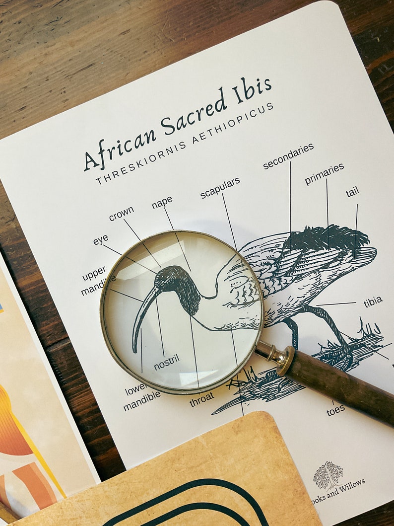 May include: A black and white illustration of an African Sacred Ibis, Threskiornis aethiopicus, with labeled anatomical features, including the eye, crown, nape, scapulars, secondaries, primaries, tail, upper mandible, lower mandible, nostril, throat, toes, and tibia.