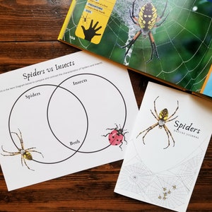 Spider Looking Glass Nature Study Spider Anatomy & Life Cycle Homeschool Printable Unit Study image 9