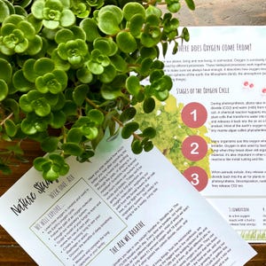 May include: A colorful illustrated guide to the oxygen cycle, with three stages labeled 1, 2, and 3. The guide explains how plants take in carbon dioxide and water to produce oxygen, how animals breathe in oxygen and release carbon dioxide, and how combustion releases carbon dioxide.