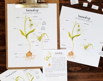 Snowdrops Nature Study | Anatomy & Lifecyle | Charlotte Mason | Homeschool Printable | Montessori