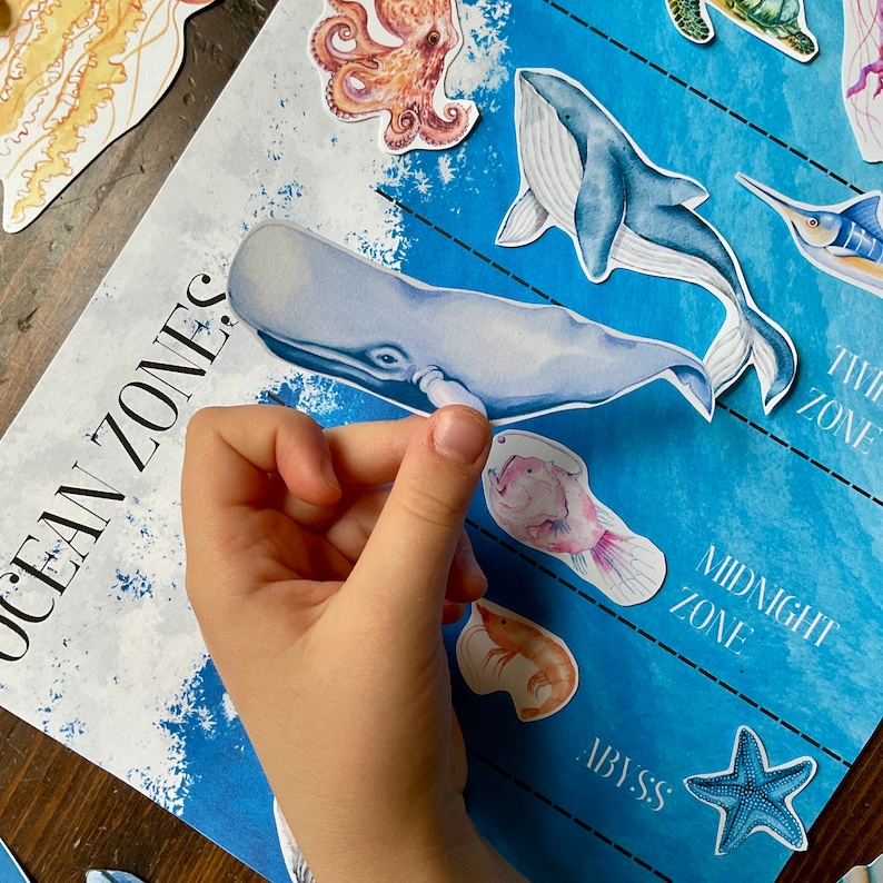 Op de afbeelding: Een blauwe en witte kaart van oceaanzones met illustraties van verschillende zeedieren, waaronder een walvis, een octopus en een vis. De kaart is gelabeld met verschillende oceaanzones, waaronder de afgrond, de middernachtzone en de schemerzone.