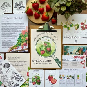 Strawberry Unit - Looking Glass Nature Study | Summer Unit | Homeschool Printable