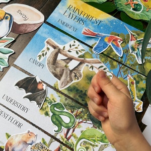 May include: A colorful educational chart about the layers of a rainforest. The chart features illustrations of animals and plants found in each layer, including a sloth, a bat, a snake, a toucan, a hummingbird, a frog, and a lizard. The chart is labeled with the names of each layer: Emergent, Canopy, Understory, and Forest Floor.