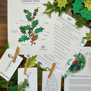 Holly Tree Unit - Looking Glass Nature Study | Christmas Unit ...