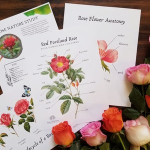 Rosen-Naturstudie | Blüte Anatomie & Lebenszyklus | Gartenstudie | Hausschule zum Ausdrucken