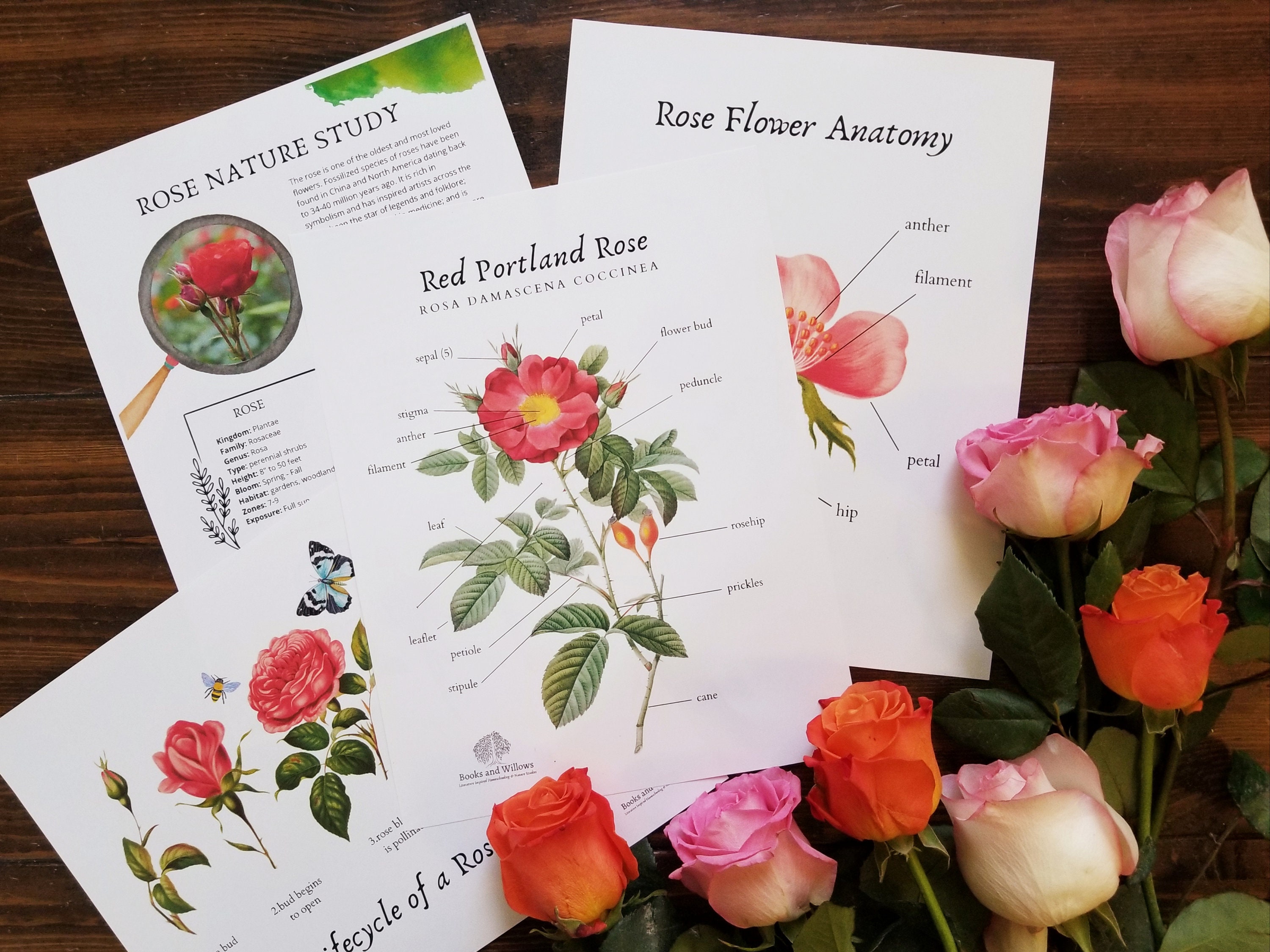 Rose Nature Study | Flower Anatomy & Lifecycle | Garden Study ...