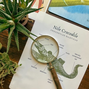 May include: A magnifying glass is positioned over a vintage illustration of a Nile Crocodile, labeled with anatomical terms like "snout", "eye", "dorsal scales", "trunk", "laterally compressed tail", "teeth", "forelimb", "abdomen", "clawed digits", and "hind limb".