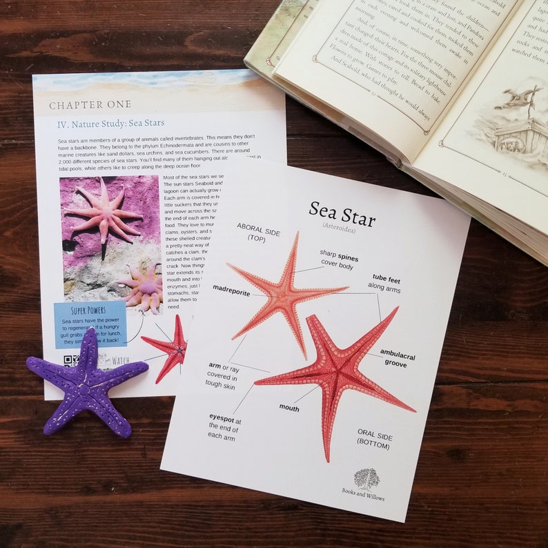 Family Literature and Activity Guide inspired by The Lighthouse Family: The Whale Homeschool Lesson Nature Study Summer Reading image 4