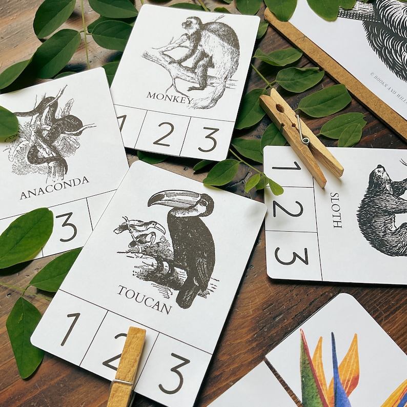 May include: A set of five educational flashcards featuring illustrations of animals, including a monkey, anaconda, toucan, sloth, and a bird of paradise. Each card has a number grid with the numbers 1, 2, and 3. The cards are printed on white cardstock and have black ink.