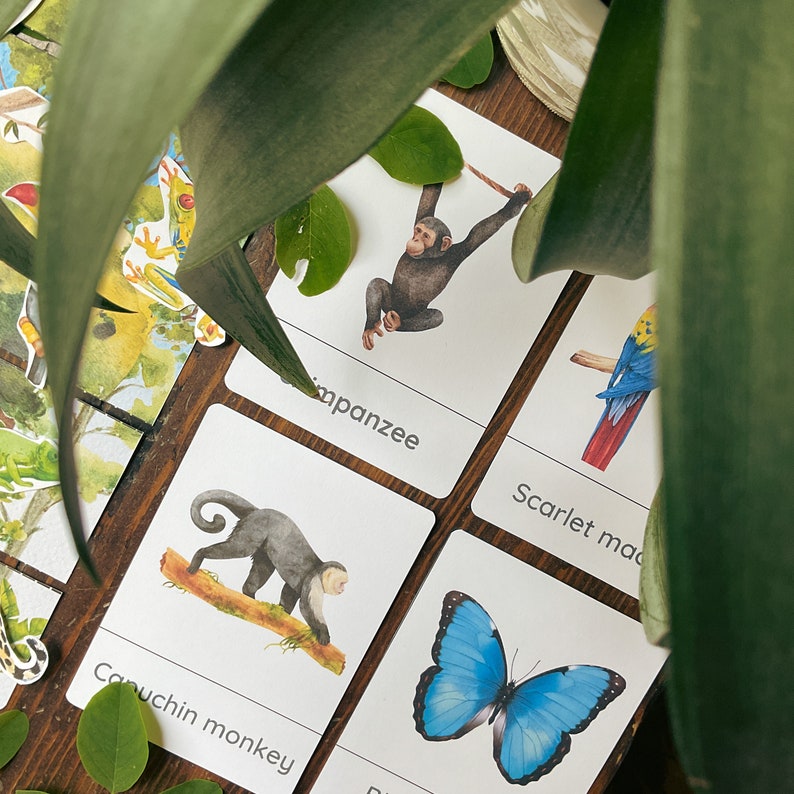 May include: A set of flashcards featuring different animals, including a capuchin monkey, a scarlet macaw, and a chimpanzee. The cards are printed on white cardstock with colorful illustrations.