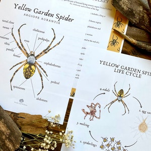 Spider Looking Glass Nature Study Spider Anatomy & Life Cycle Homeschool Printable Unit Study image 2