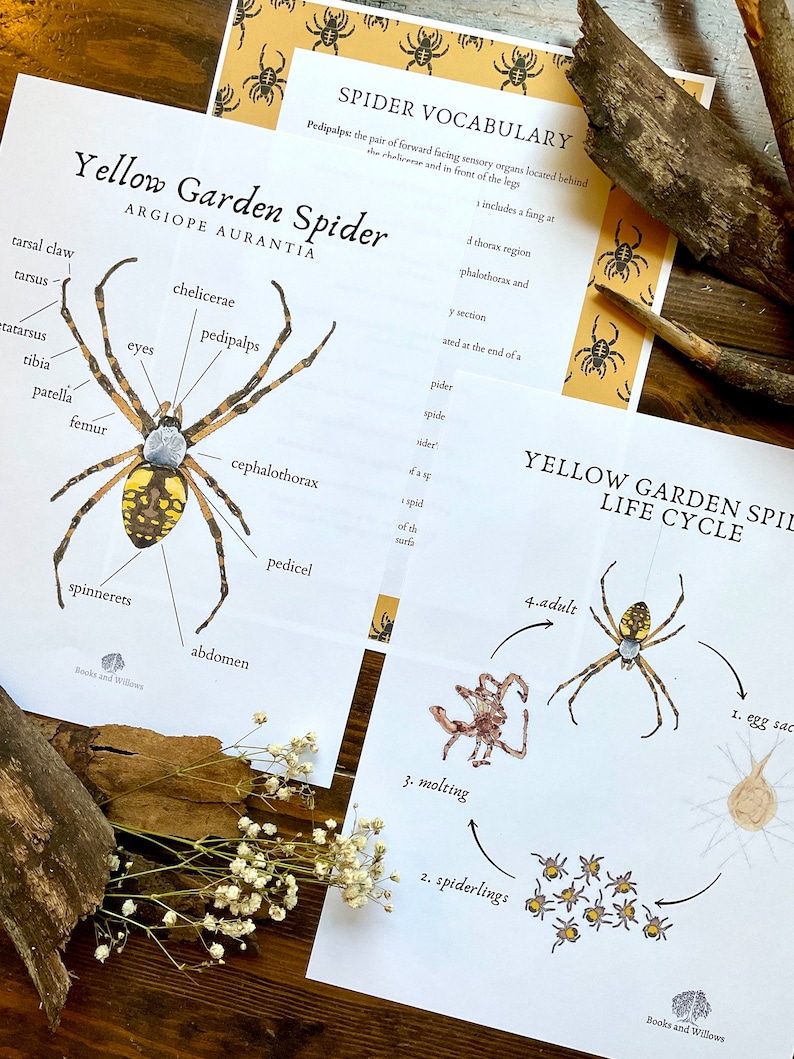 Spider Looking Glass Nature Study Spider Anatomy & Life Cycle Homeschool Printable Unit Study image 2