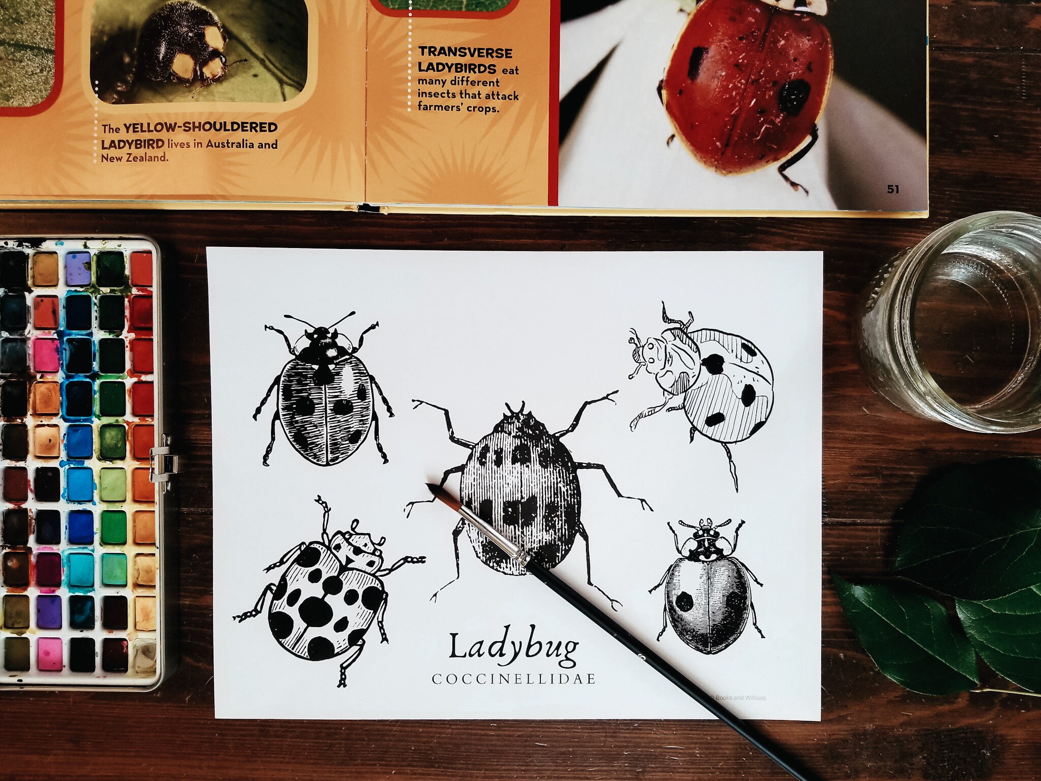 Ladybug Studies Ladybug Nature Study: Homeschool Curriculum (PDF Download) - Etsy