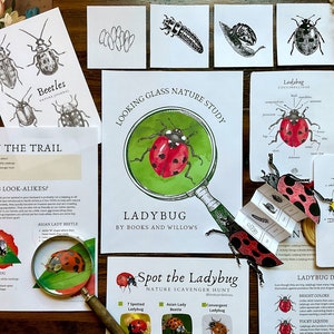 Ladybug Unit - Looking Glass Nature Study | Anatomy and Lifecycle | Spring Unit | Homeschool Printable