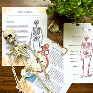 May include: A set of educational cards about the human body, featuring illustrations of a skeleton and text about sleep and sunshine. The cards are on a wooden table with a toy skeleton and a pocket watch.