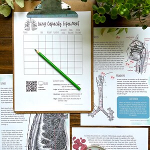 May include: A set of educational printable worksheets about the human respiratory system. The worksheets feature illustrations of the lungs, nose, and windpipe, along with text explaining the functions of each part. The worksheets are designed to help students learn about the respiratory system.