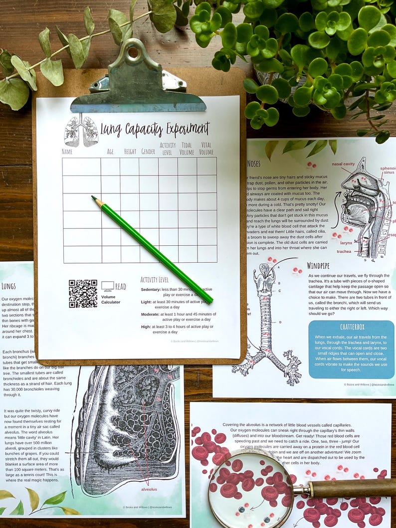 May include: A set of educational printable worksheets about the human respiratory system. The worksheets feature illustrations of the lungs, nose, and windpipe, along with text explaining the functions of each part. The worksheets are designed to help students learn about the respiratory system.