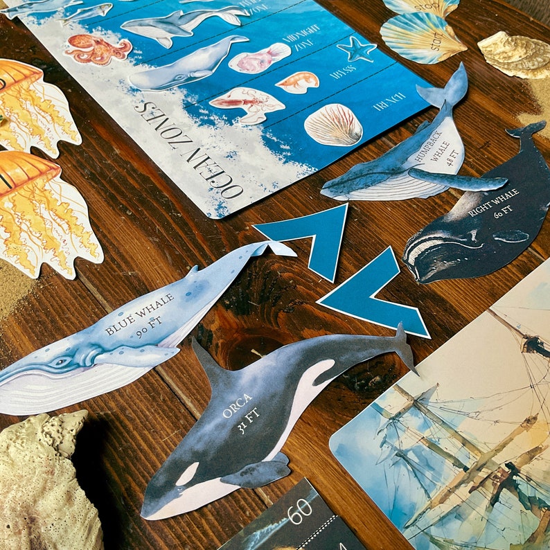 Op de afbeelding: Een set kleurrijke illustraties van zeedieren met namen en maten. De illustraties omvatten een blauwe vinvis, een bultrug, een noordkaper, een orka, een octopus en een verscheidenheid aan vissen. De illustraties zijn gedrukt op stevig papier en zijn perfect voor educatieve doeleinden.
