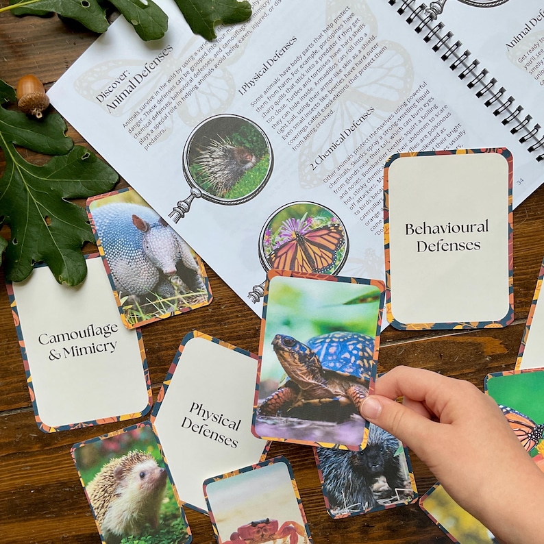 Puede incluir: Un conjunto de tarjetas educativas y una p&aacute;gina de libro sobre las defensas de los animales. Las tarjetas presentan im&aacute;genes de animales como tortugas, puercoespines y mariposas, con etiquetas de texto como "Camuflaje y Mimetismo" y "Defensas F&iacute;sicas".
