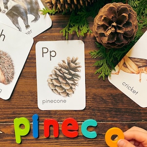 May include: A set of alphabet flash cards featuring a pine cone with the letter "P" and the word "pinecone" printed below. The cards are on a wooden surface with a child's hand holding colorful magnetic letters spelling out the word "pinecone".
