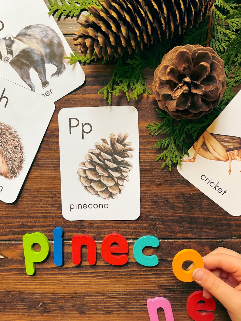 May include: A set of alphabet flash cards featuring a pine cone with the letter "P" and the word "pinecone" printed below. The cards are on a wooden surface with a child's hand holding colorful magnetic letters spelling out the word "pinecone".