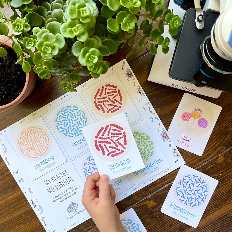 May include: A set of colorful cards with illustrations of different types of bacteria, labeled with their names and descriptions. The cards are part of a learning game about the human microbiome. The text on the cards reads "My Healthy Microbiome", "Can you find and tell all your microbiome with each type of healthy bacteria?" and "Books and Willows".