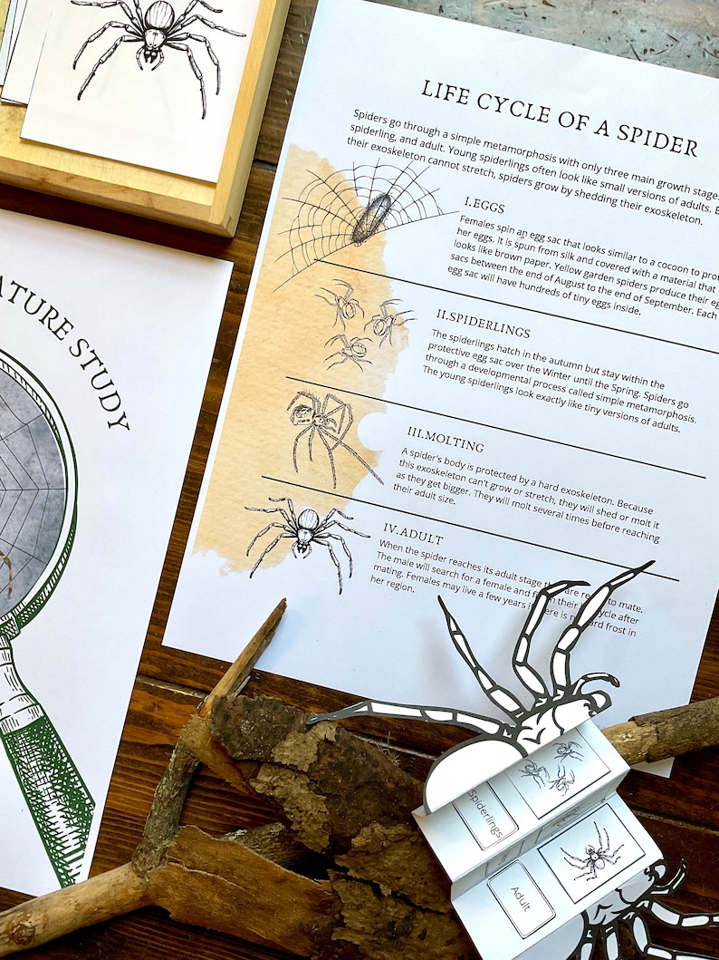 Spider Looking Glass Nature Study Spider Anatomy & Life Cycle Homeschool Printable Unit Study image 4