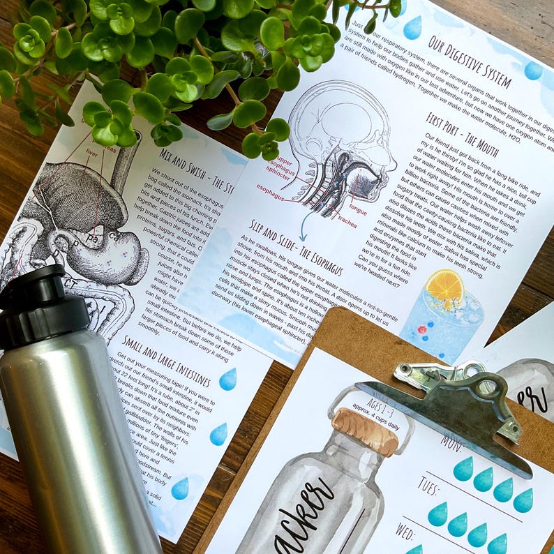 May include: A set of colorful educational printable cards about the digestive system. The cards feature illustrations of the digestive system and text explaining the process of digestion. The cards are designed to be used for teaching children about the human body.