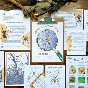 Estudio de la naturaleza con un espejo de araña / Anatomía y ciclo de vida de las arañas / Material imprimible para la educación en el hogar / Estudio de unidad