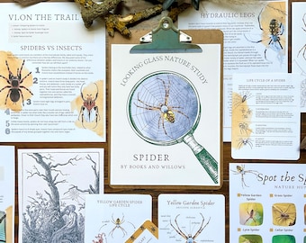 May include: A set of printable educational resources about spiders, including a magnifying glass illustration, a spider life cycle diagram, and a spider vocabulary list. The resources feature a yellow garden spider and the text "Looking Glass Nature Study" and "Spider by Books and Willows".