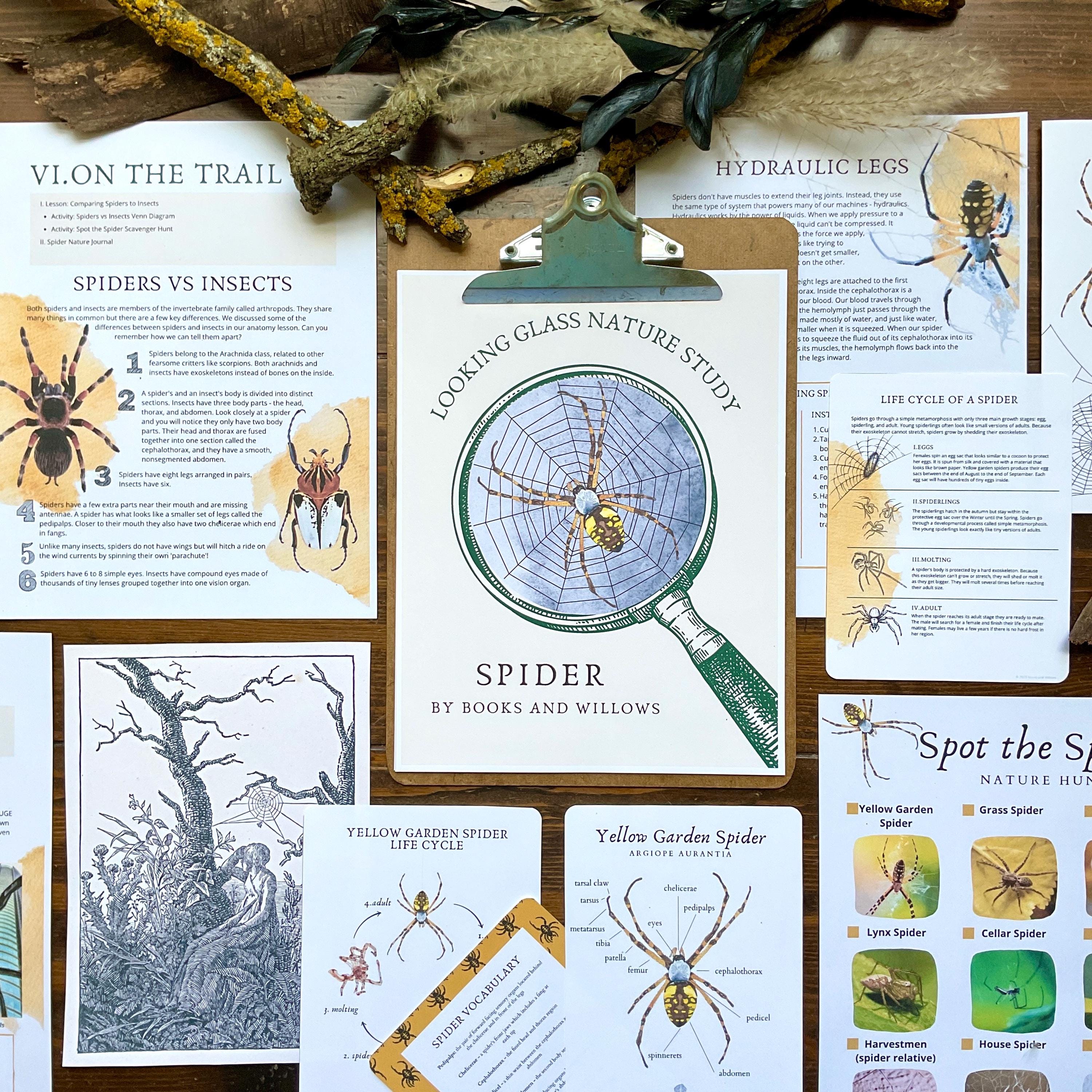 Spider Study Spider Nature Study: Homeschool Curriculum (PDF Download) - Etsy