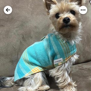 May include: A small dog wearing a turquoise and yellow striped dog coat. The coat has a label that reads "Jazudesigns". The dog is sitting on a brown surface.