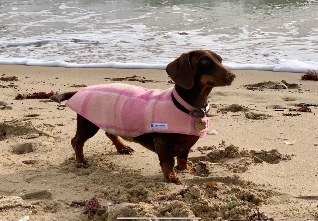 Dachshund Dog Coats, Wool Dog Coat, Sustainable Dog Coats, Recycled