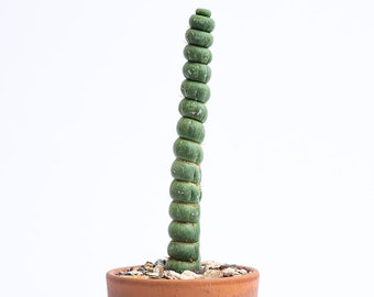 Rare Live Cactus - Eulychnia Castanea Spiralis - Twisted Rare Succulent -  Unicorn Horn Cactus - Etsy