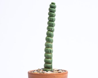 Rare Live Cactus  - Eulychnia Castanea Spiralis - Twisted Rare Succulent - Unicorn Horn Cactus